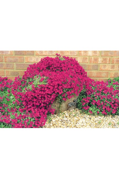 Обриета красная